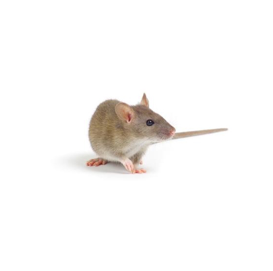 老鼠新变化:喜吃辣,不打洞,喜钻天花板